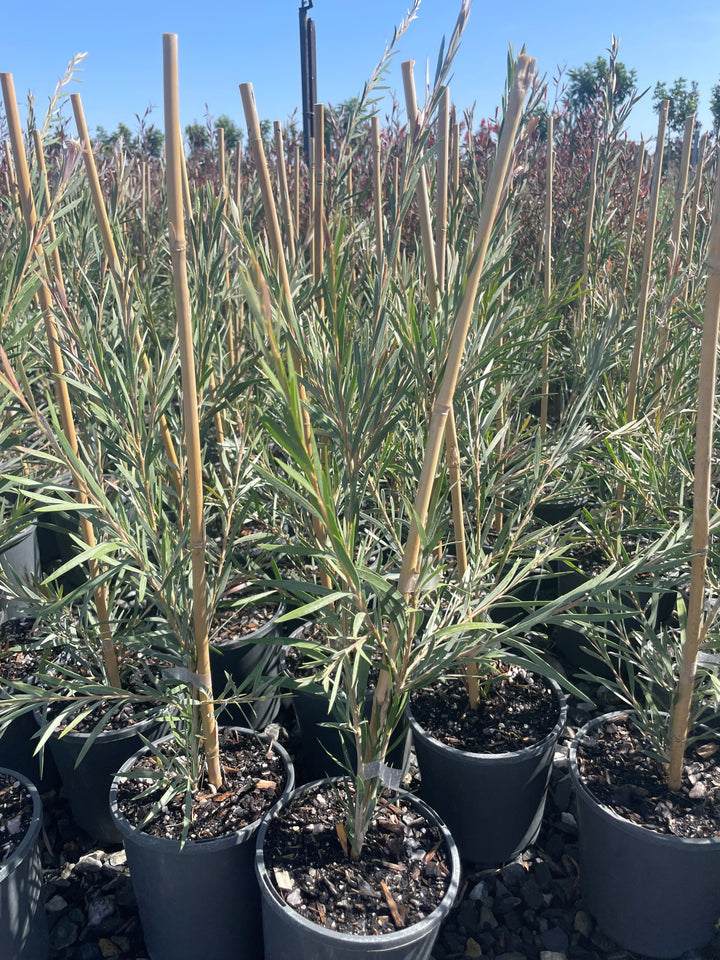 Callistemon &