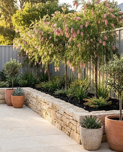 Callistemon 'Injune' planted as a screening row along a boundary fence, softening the fence line in an Adelaide garden.