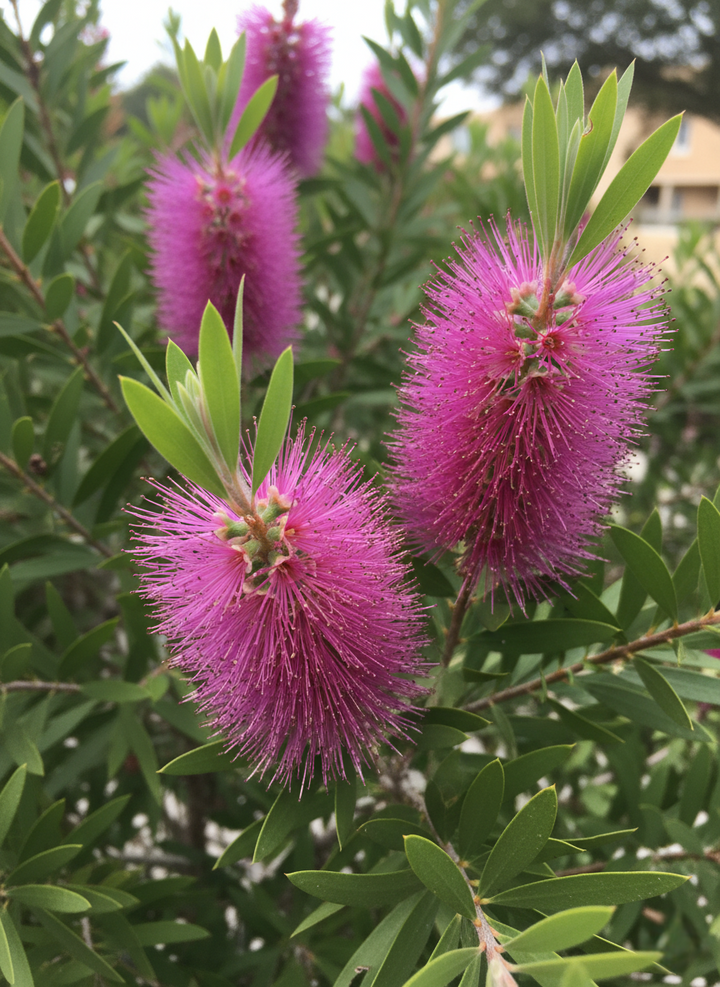 Callistemon hybrid 'Purple Cloud'