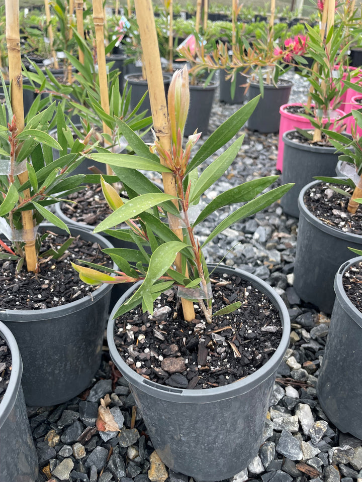 Callistemon hybrid 'Purple Cloud'