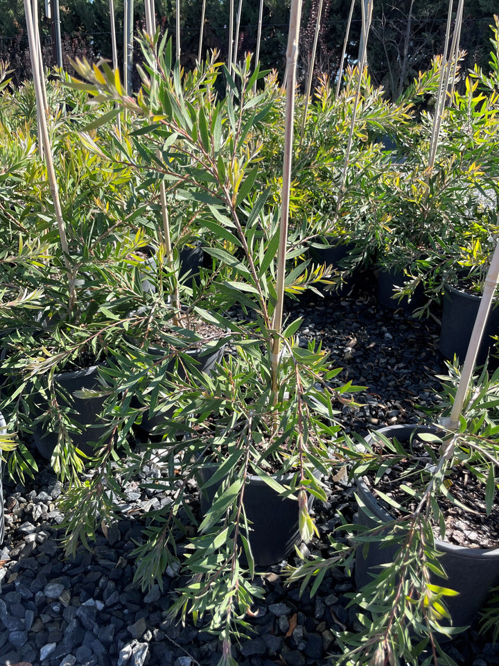 Callistemon hybrid &