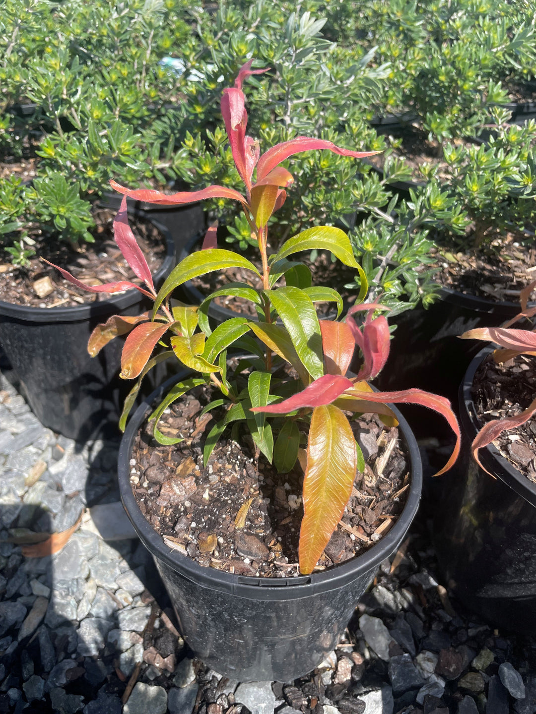 Callistemon Salignus &