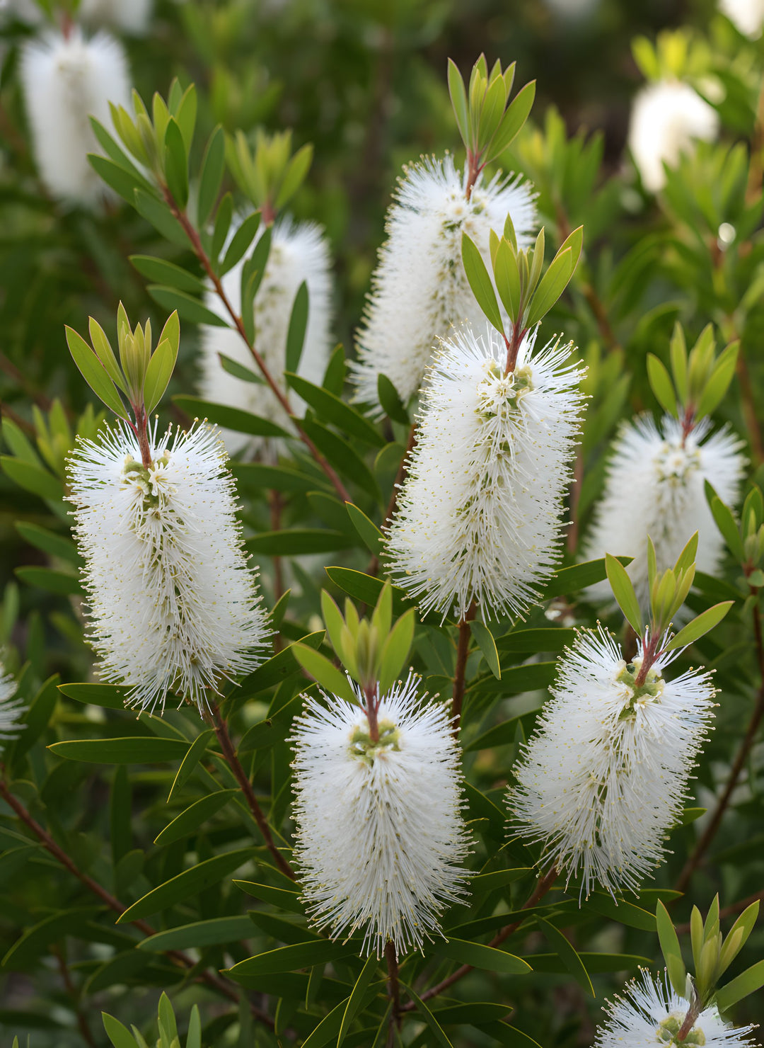 Callistemon spp 'Snow Burst' 140mm Pot for sale Adelaide Plant Co