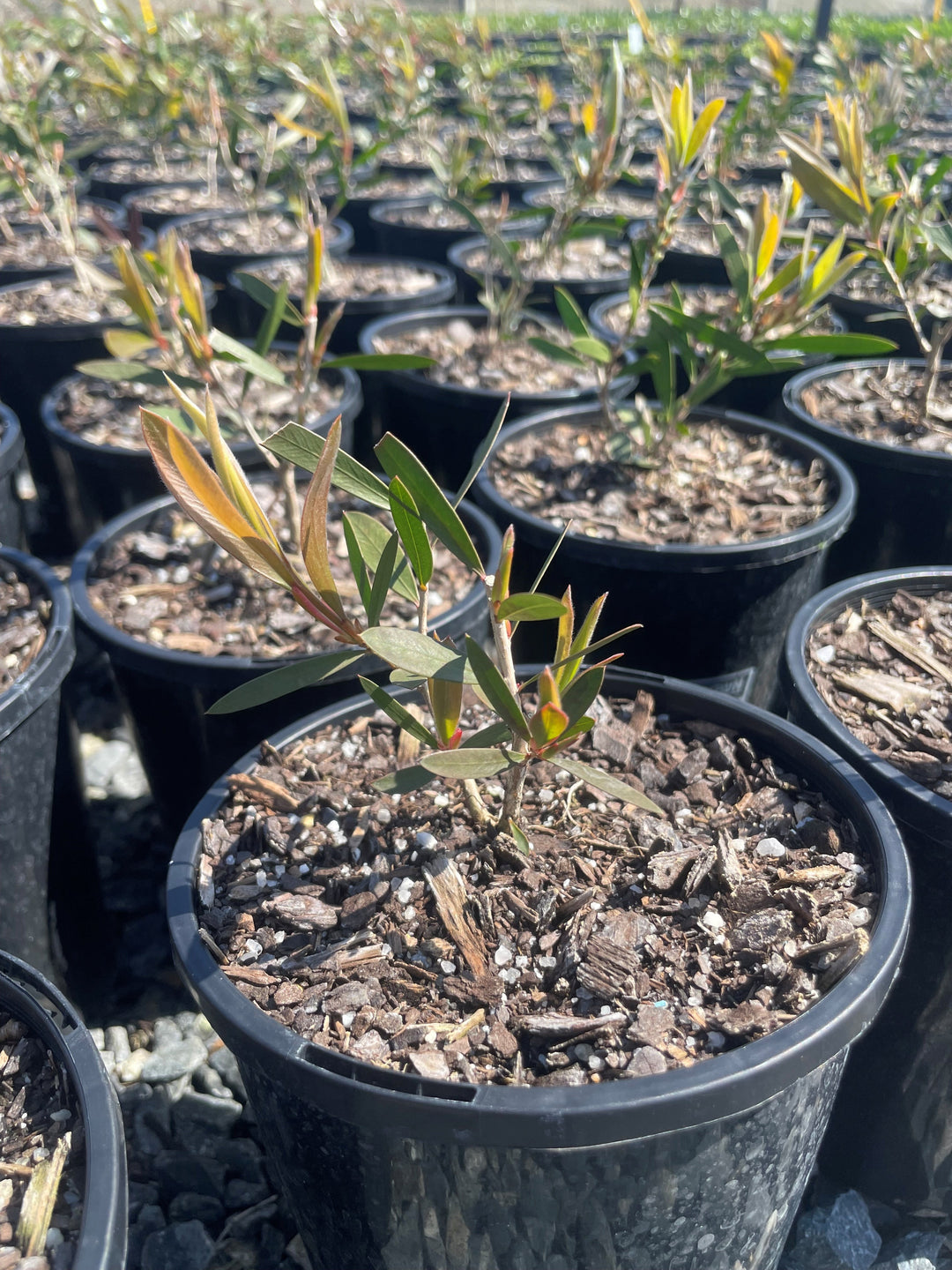 Callistemon spp &