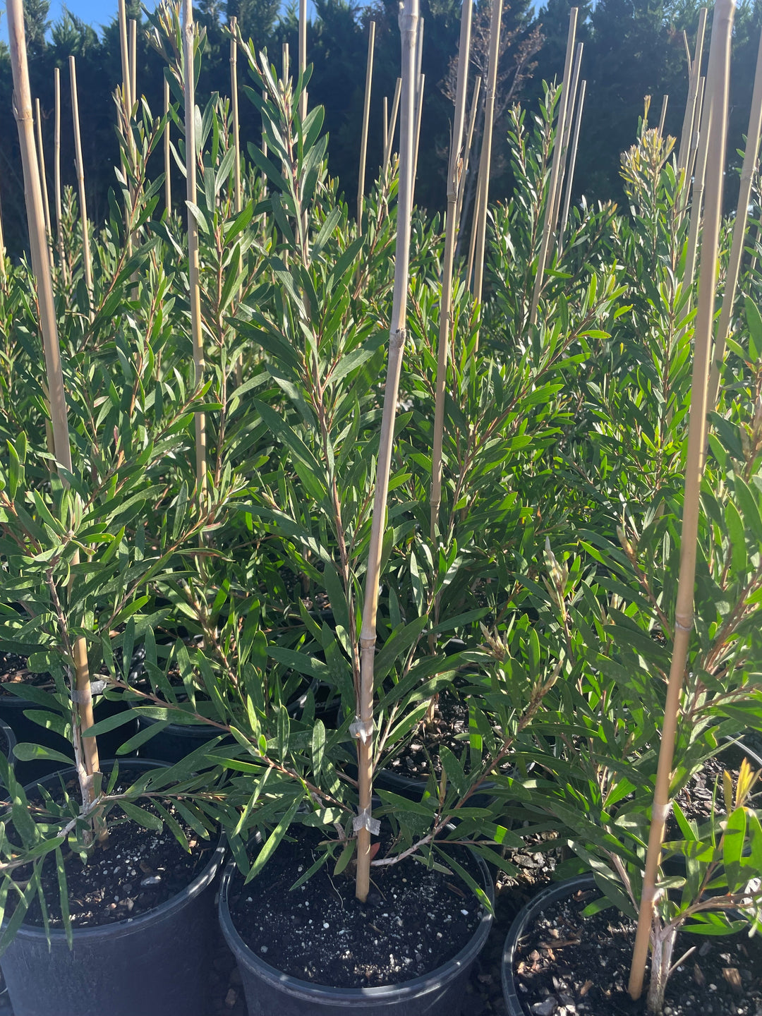 Callistemon spp &