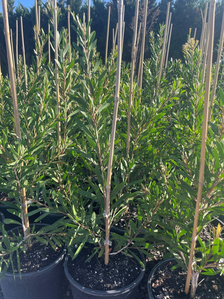 Callistemon spp &