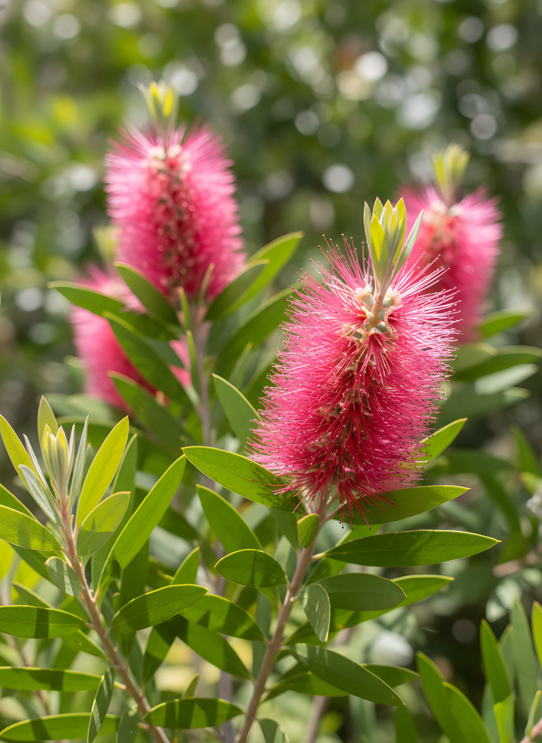 Callistemon spp 'Summer Days' 140mm Pot for sale Adelaide Plant Co