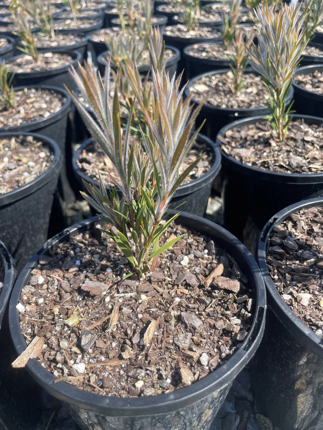 Callistemon spp &