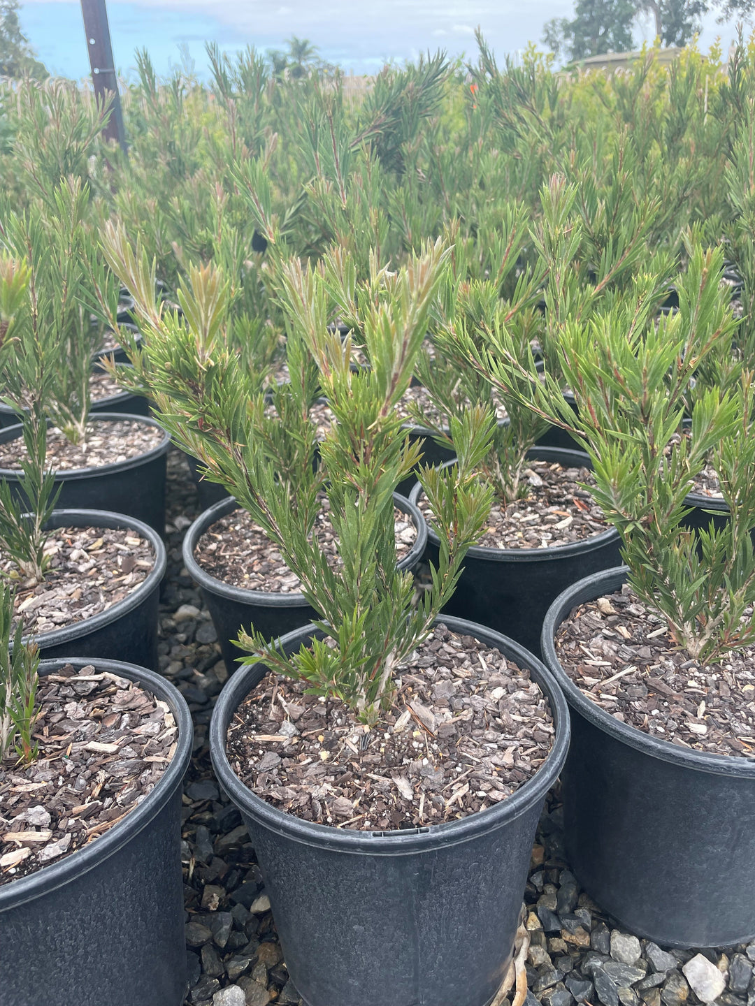 Callistemon spp &