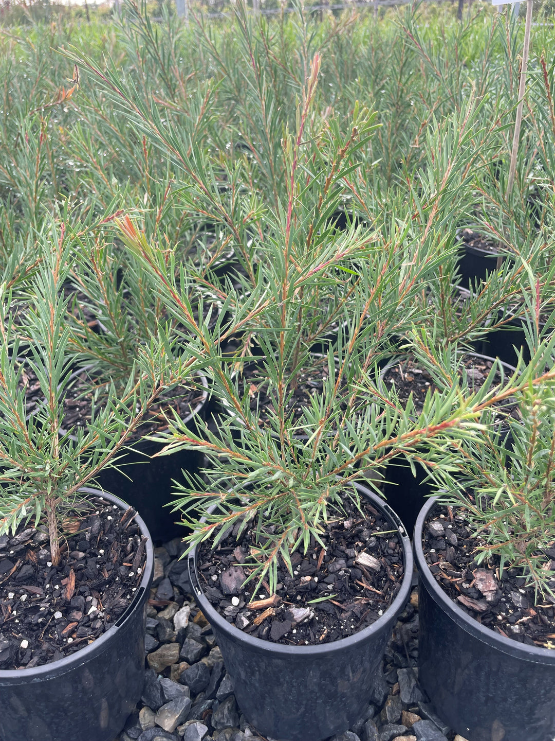 Callistemon subulatus &
