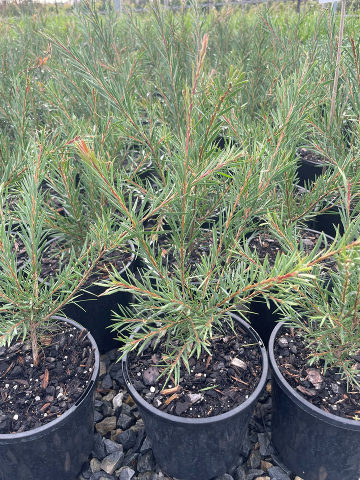 Callistemon subulatus &