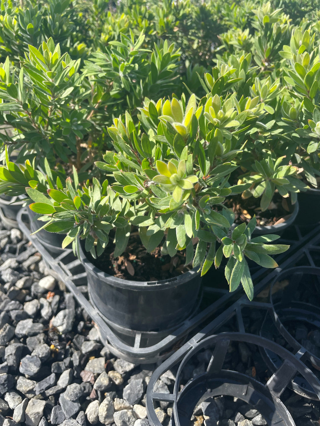 Callistemon Viminalis &