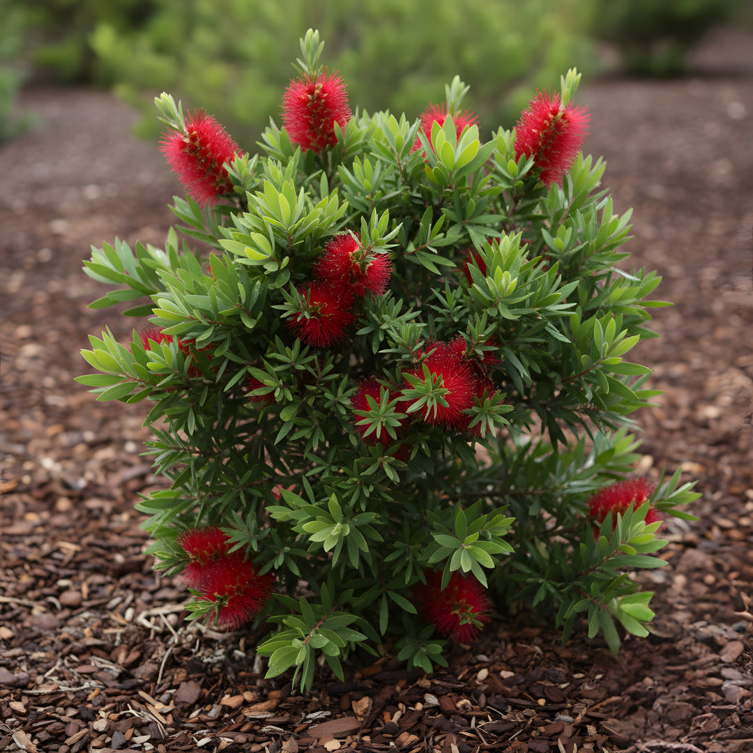 Callistemon Viminalis 'Better John' 140mm Pot for sale Adelaide Plant Co