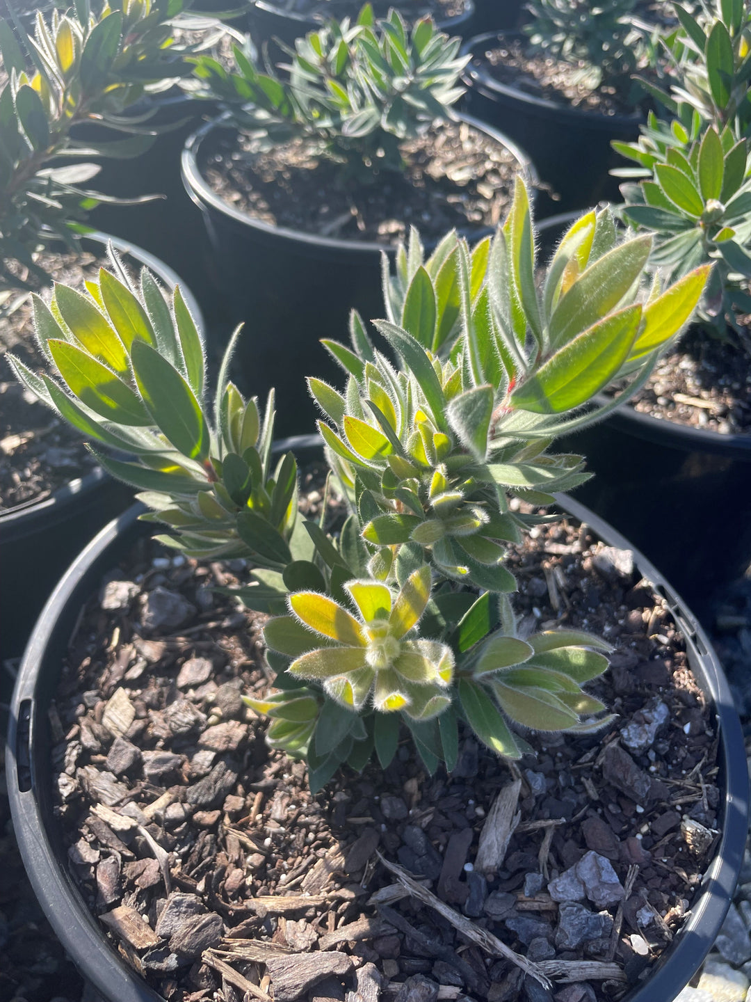 Callistemon Viminalis 'Better John'