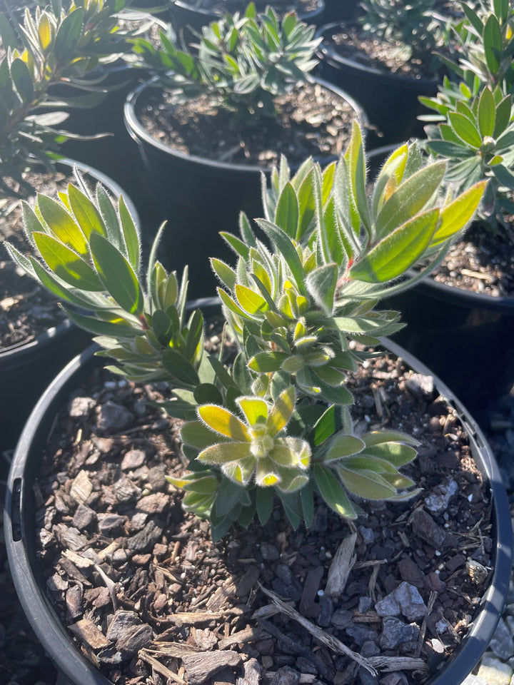 Callistemon Viminalis 'Better John'