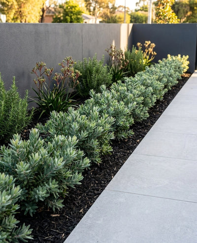 Callistemon Viminalis 'Better John' clipped as a low formal hedge edging a garden bed beside paving in an Adelaide garden.