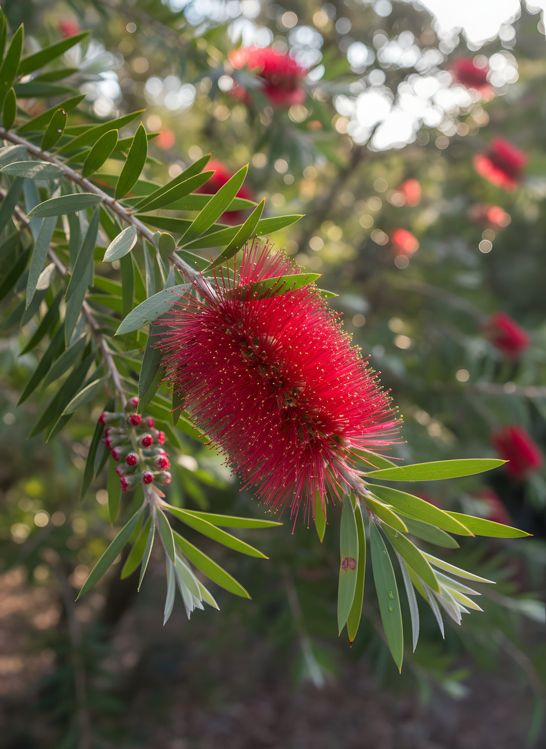 Callistemon viminalis 'Captain Cook' 140mm Pot for sale Adelaide Plant Co