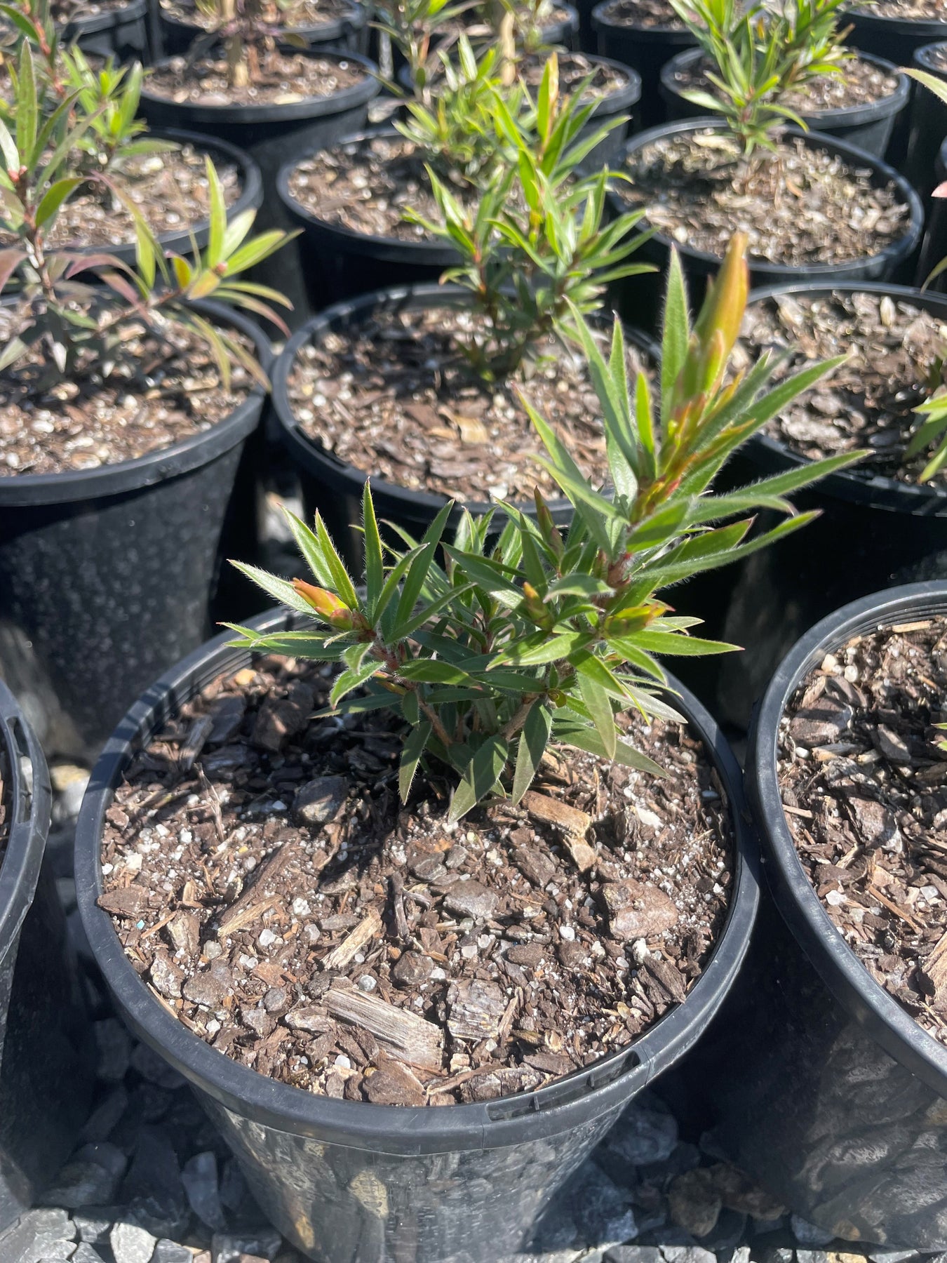 Buy Callistemon viminalis Captain Cook Bottlebrush | Adelaide Plant Co