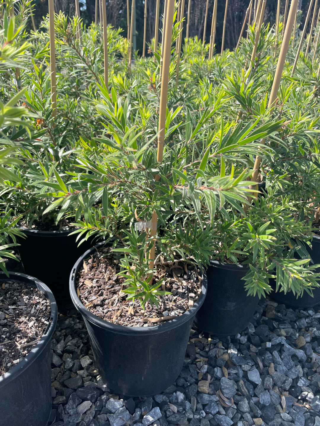 Callistemon viminalis &