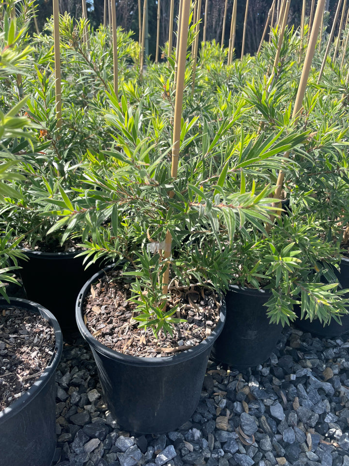 Callistemon viminalis &