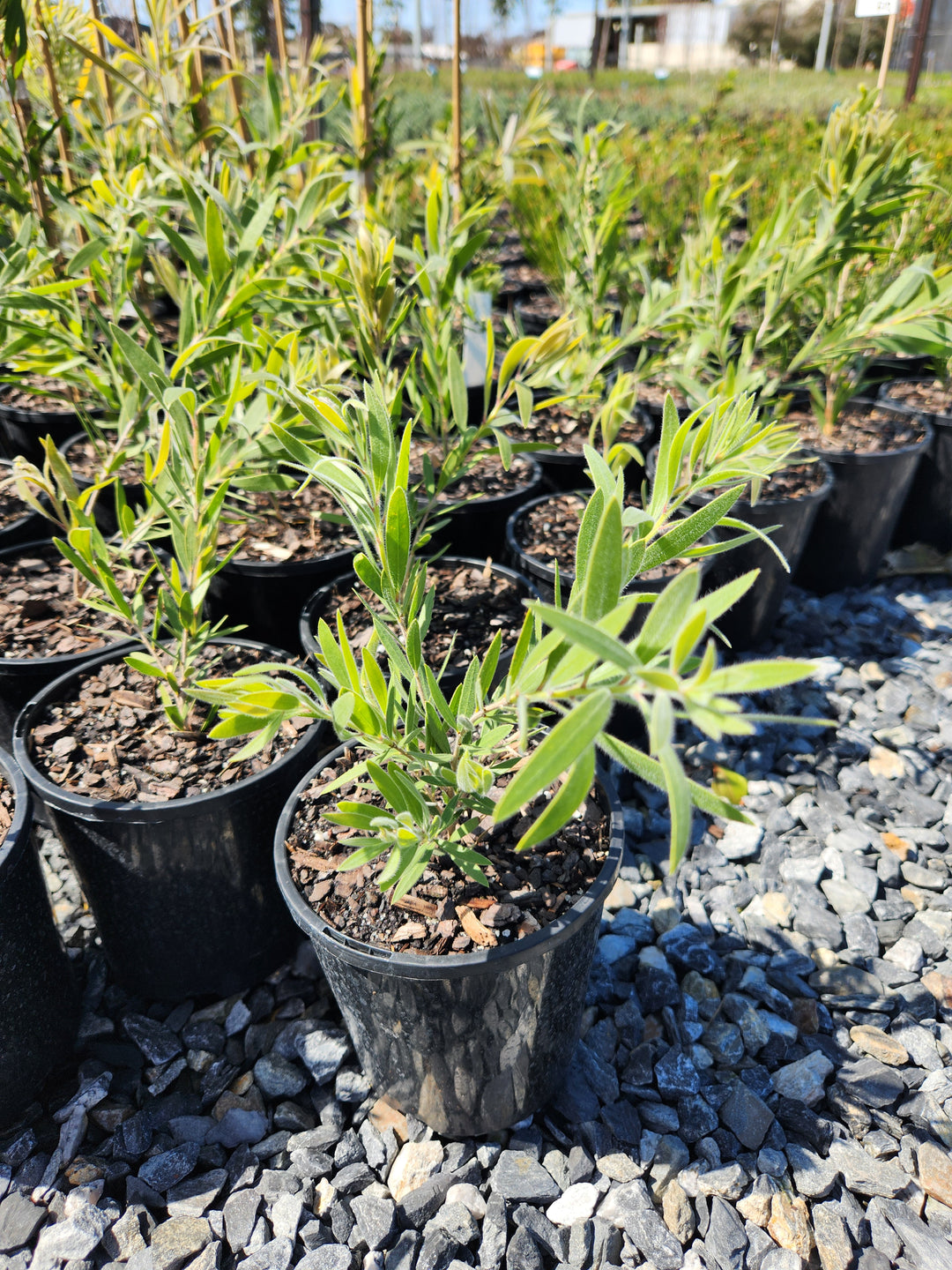 Callistemon Viminalis &