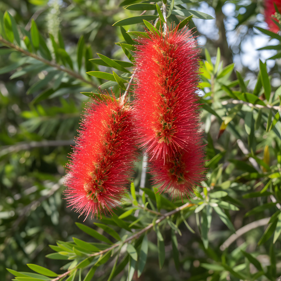 Callistemon Viminalis 'Hannah Ray' 140mm Pot for sale Adelaide Plant Co