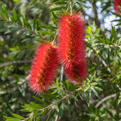 Callistemon Viminalis 'Hannah Ray' 140mm Pot for sale Adelaide Plant Co