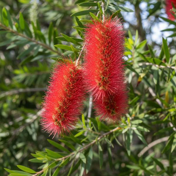 Buy Callistemon viminalis 'Hannah Ray' Bottlebrush