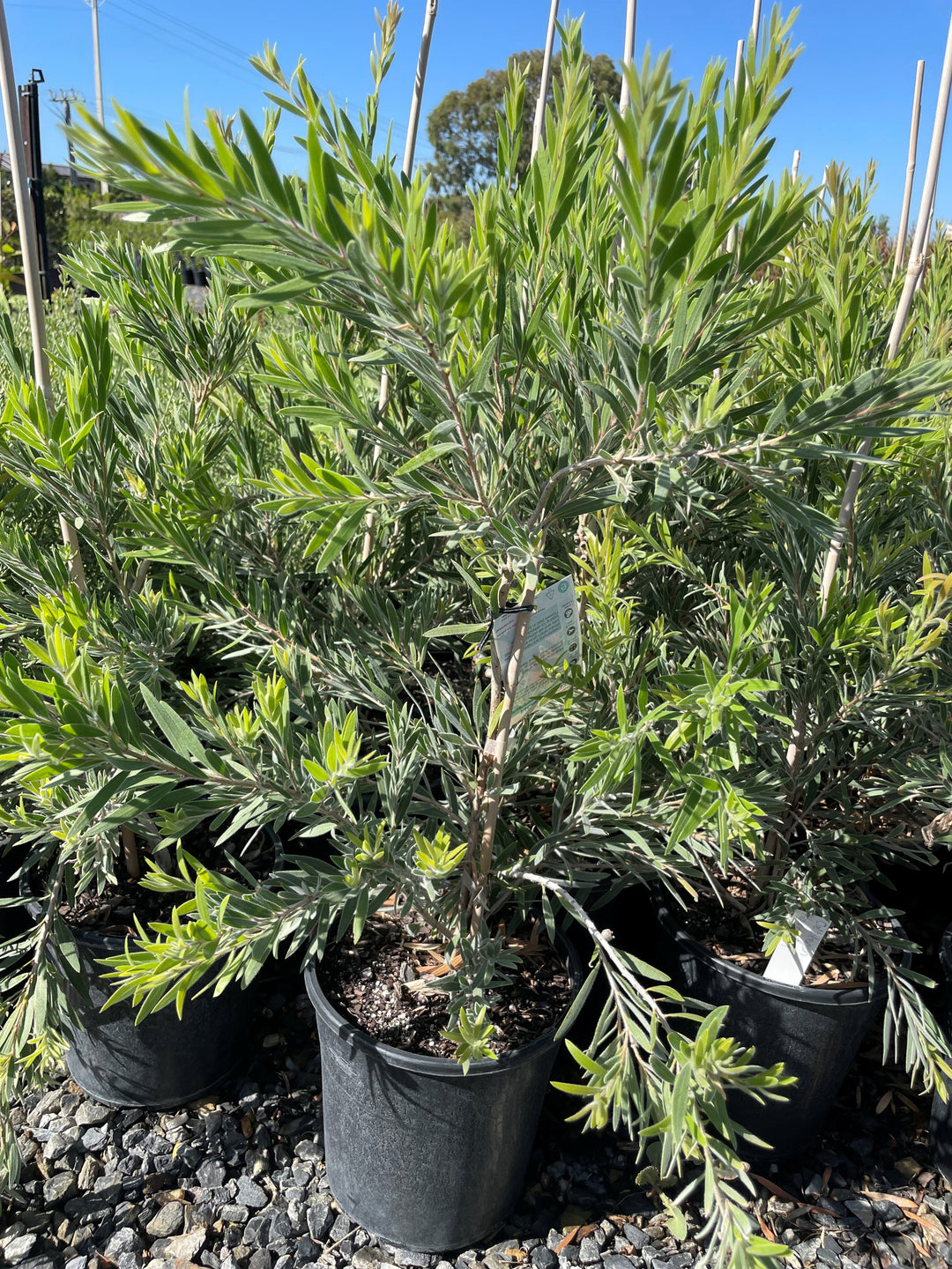 Callistemon Viminalis &