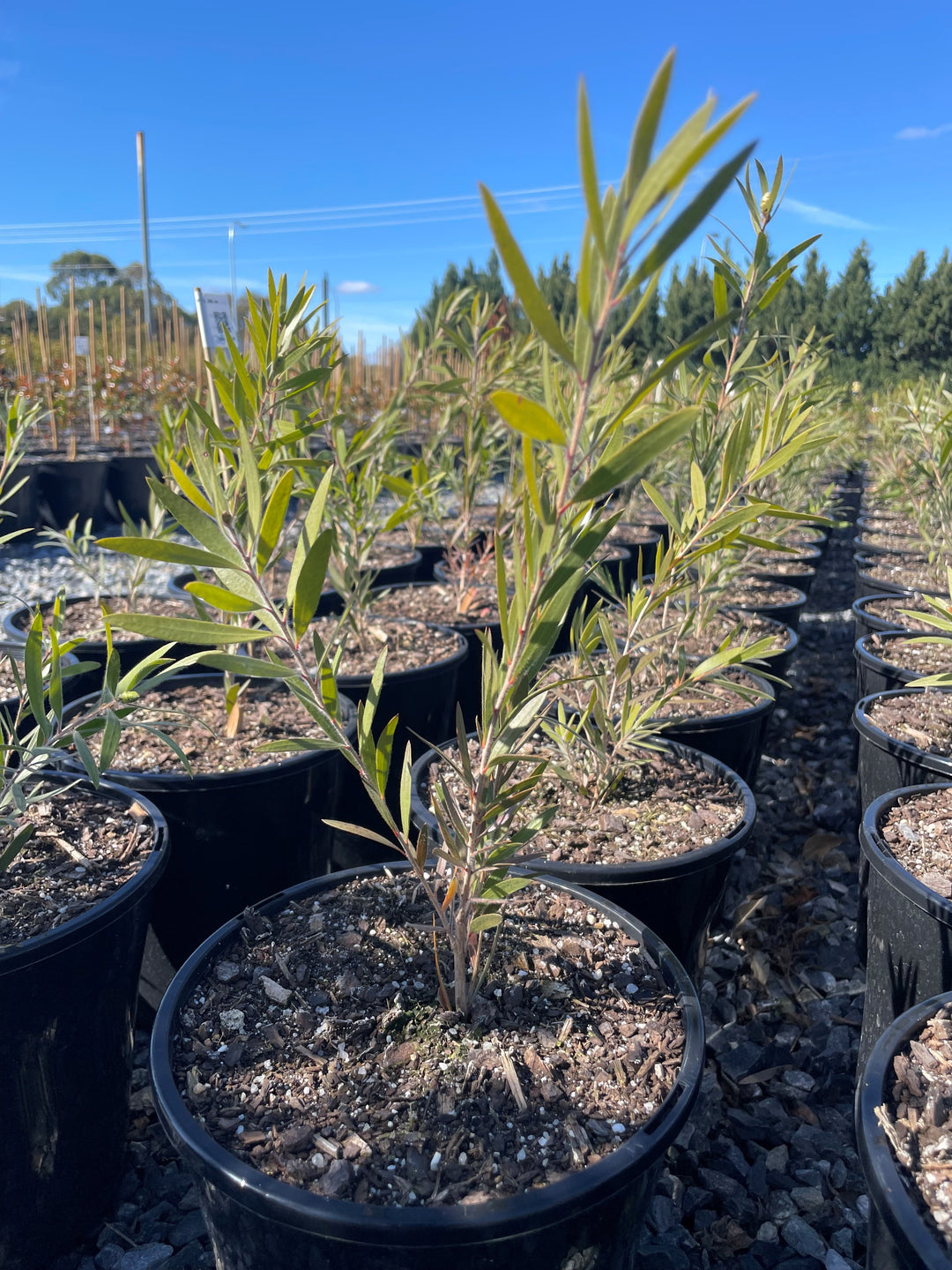 Callistemon Viminalis 'Hannah Ray'