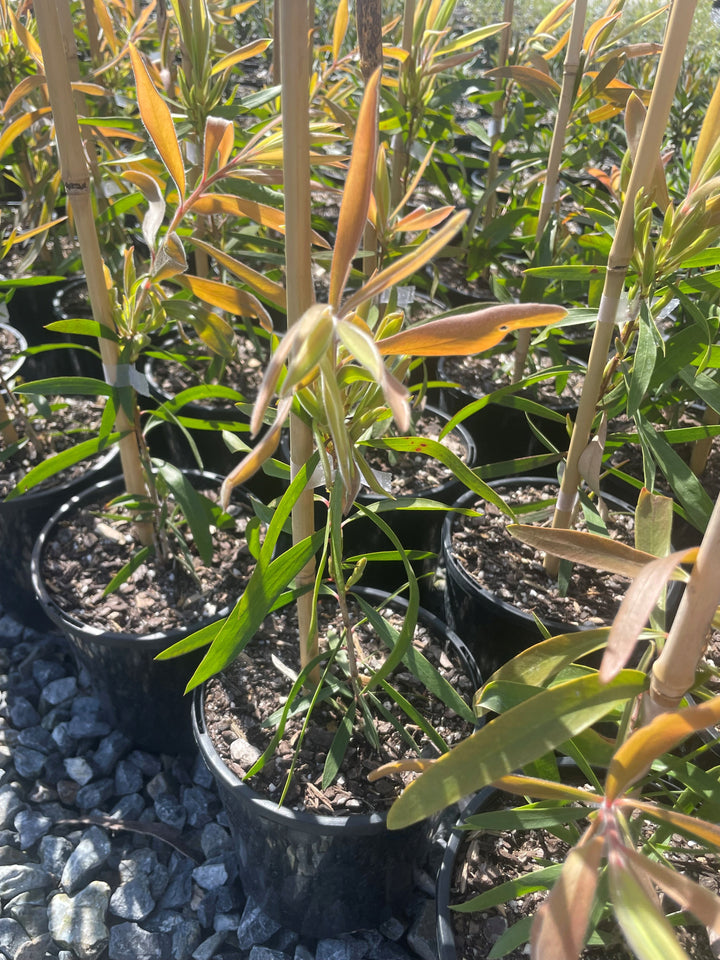 Callistemon Viminalis 'Harkness'