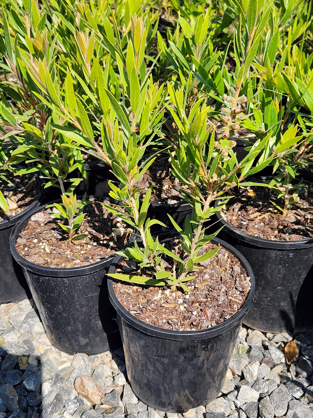 Callistemon Viminalis 'Slim'