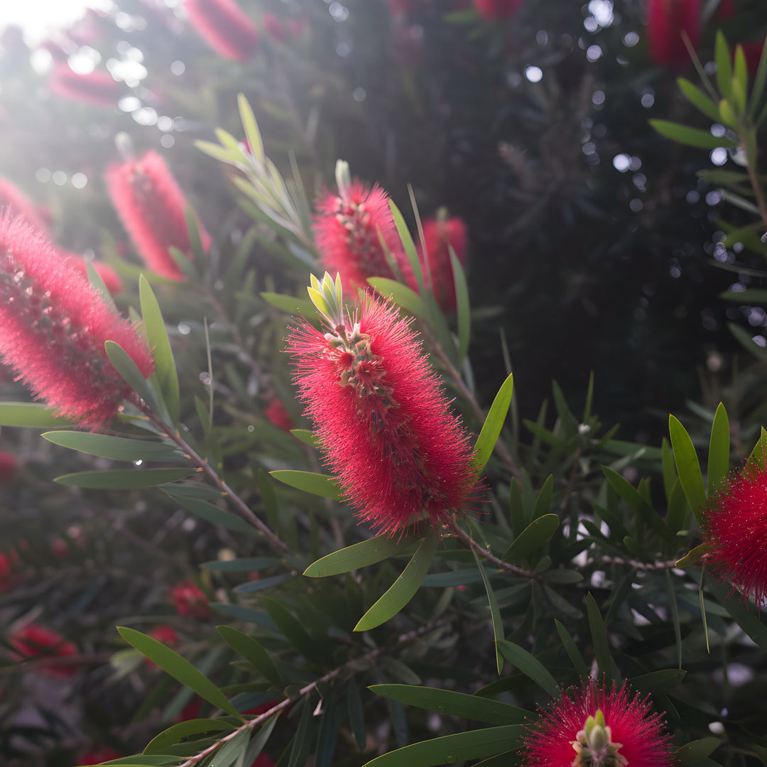 Callistemon Viminalis 'Harkness' 140mm Pot for sale Adelaide Plant Co