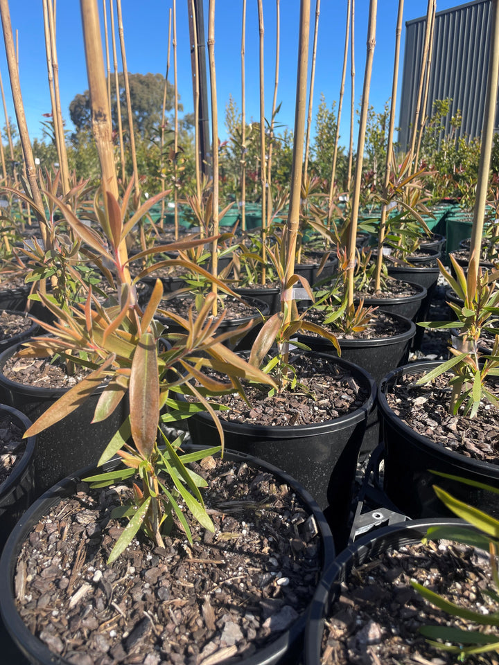 Callistemon Viminalis 'Harkness'