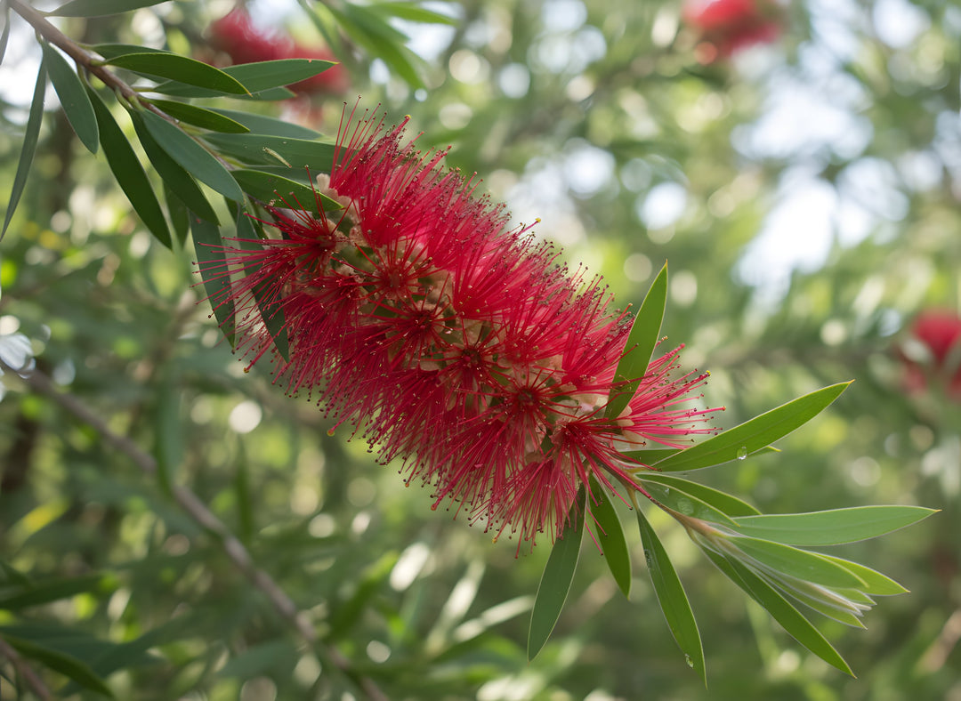 Callistemon Viminalis 'Slim' 140mm Pot for sale Adelaide Plant Co