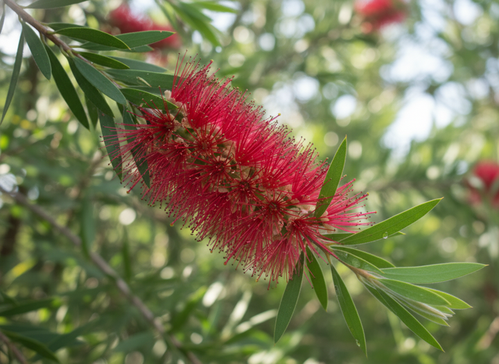 Callistemon Viminalis 'Slim'