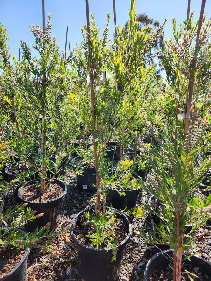 Callistemon Viminalis 'Slim'