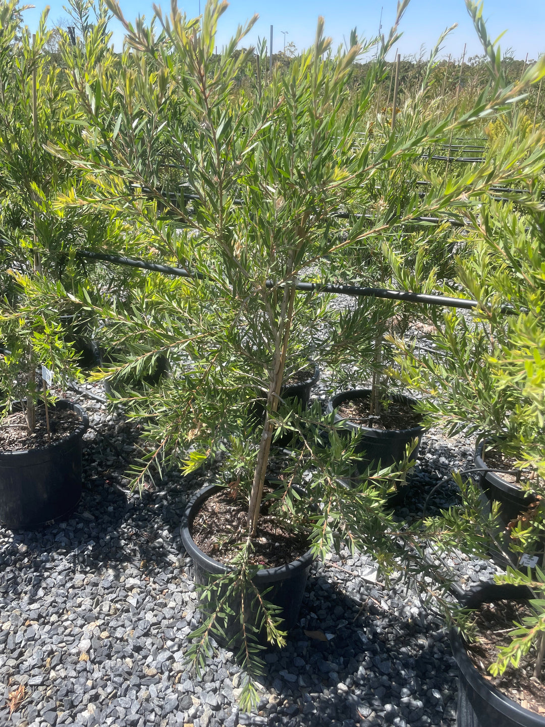 Callistemon Viminalis &