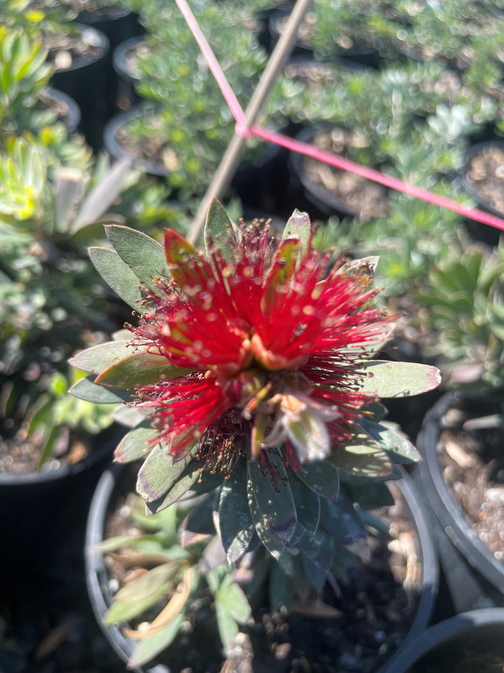Callistemon Viminalis 'Little John'