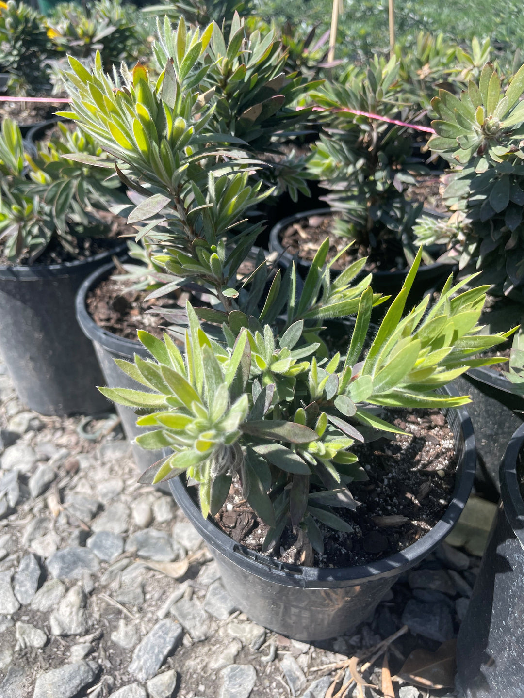 Callistemon Viminalis 'Little John'