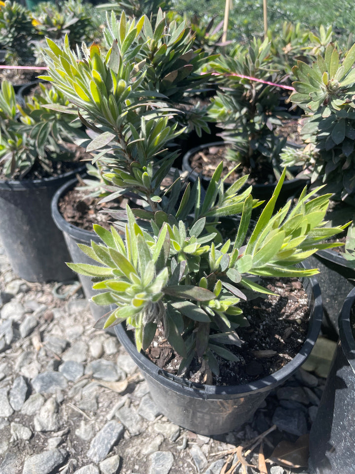 Callistemon Viminalis 'Little John'