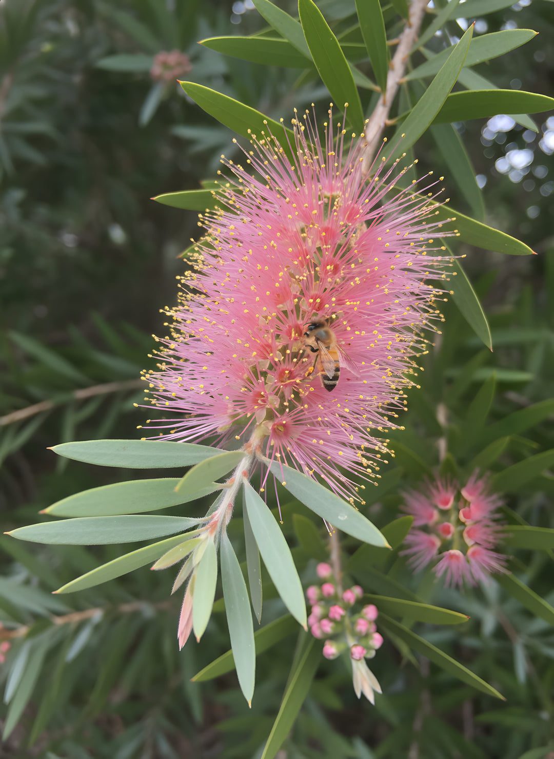 Callistemon Viminalis 'Pink Champagne' 140mm Pot for sale Adelaide Plant Co