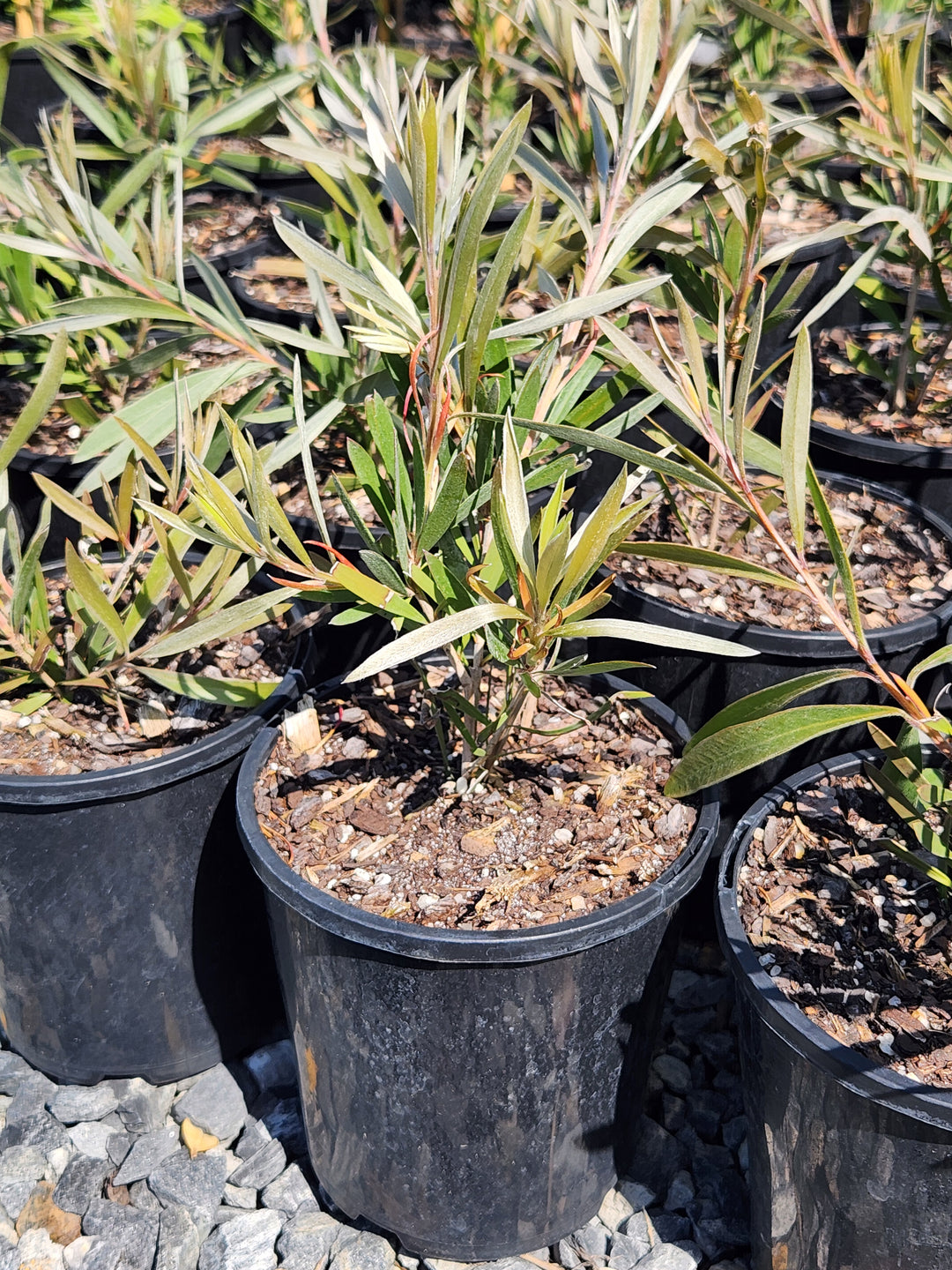 Callistemon Viminalis 'Pink Champagne'