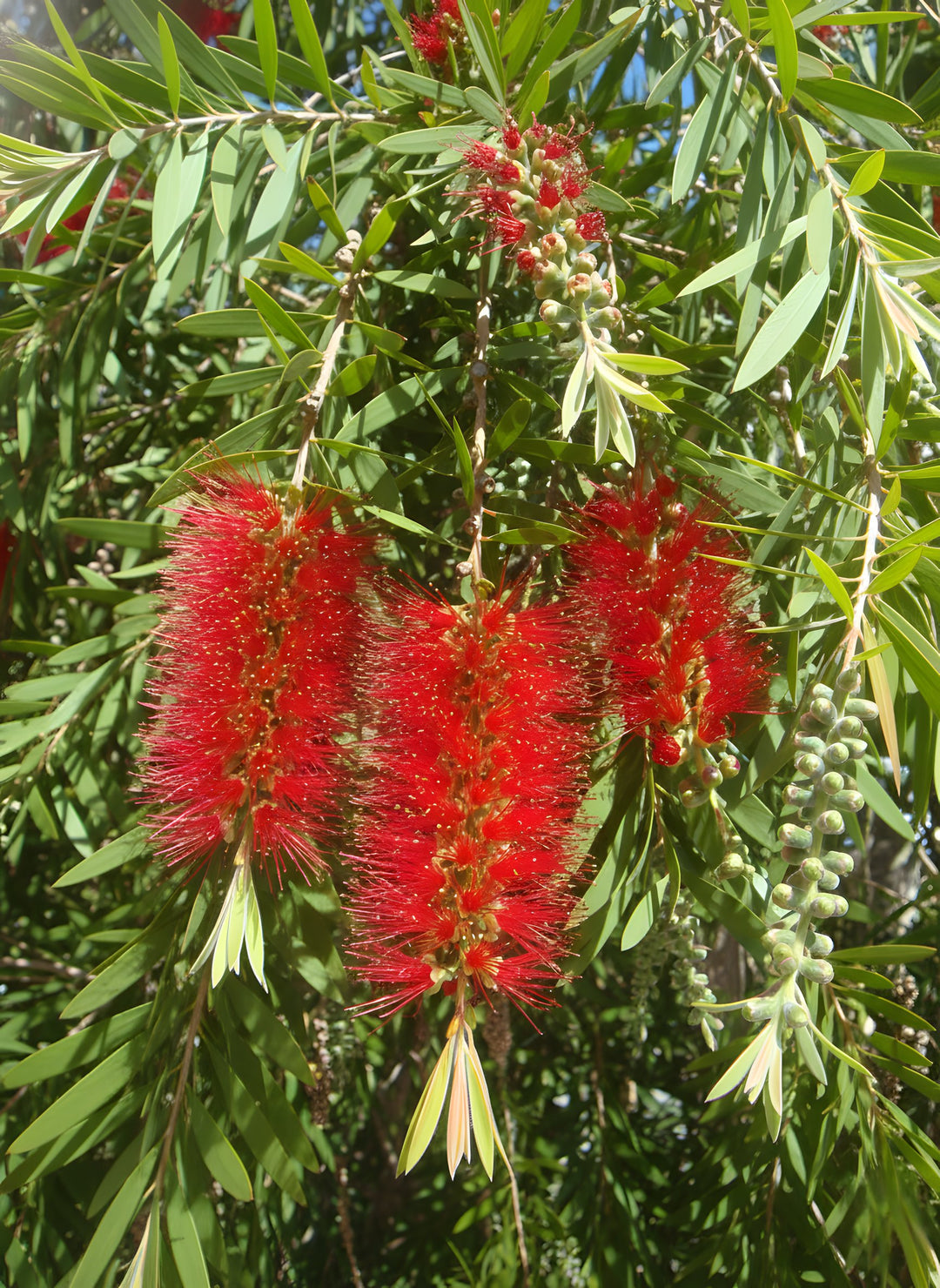 Callistemon Viminalis 'Wildfire' 140mm Pot for sale Adelaide Plant Co