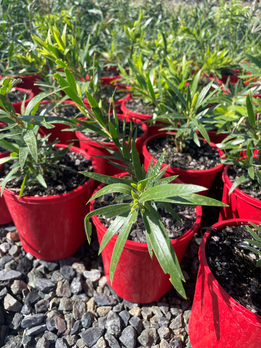 Callistemon Viminalis &