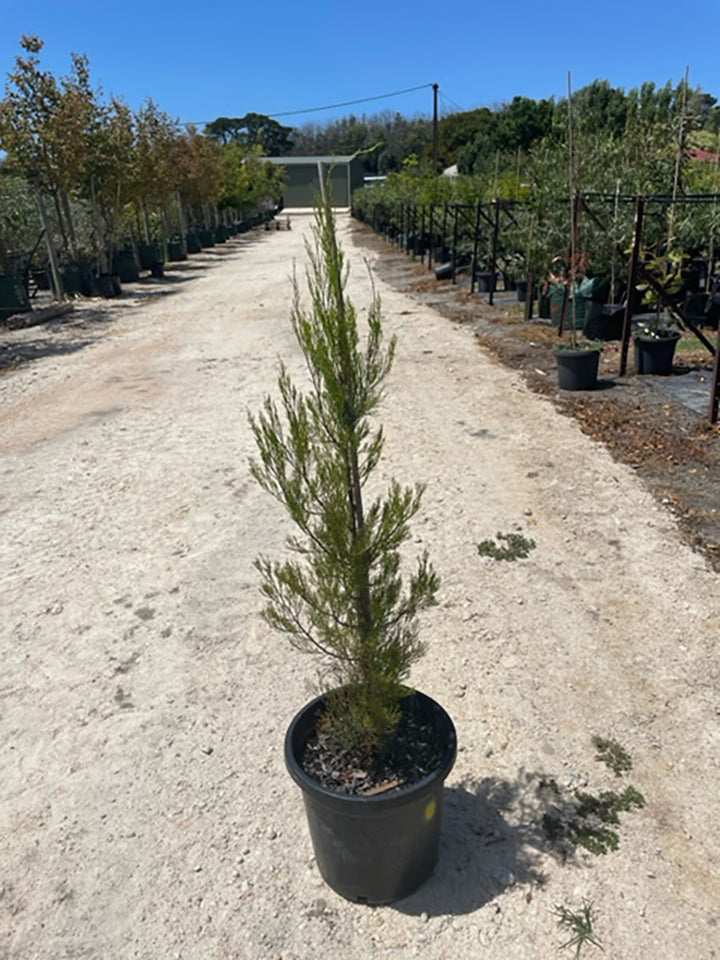 Callitris gracilis 300mm Pot for sale Adelaide Plant Co