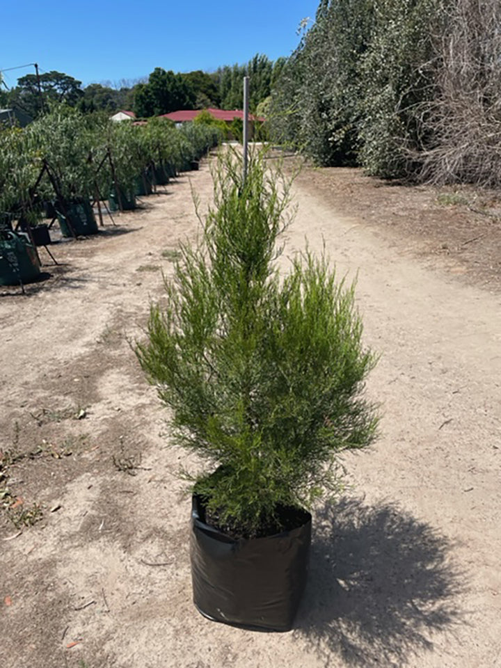 Callitris gracilis 300mm Pot for sale Adelaide Plant Co