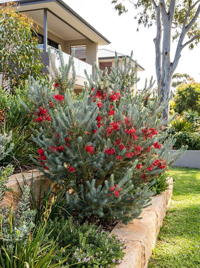 Calothamnus quadrifidus grey 200mm Pot for sale Adelaide Plant Co