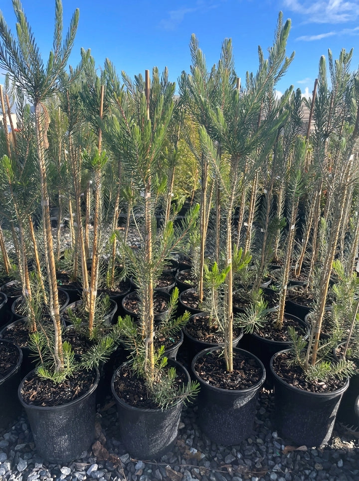 Calothamnus quadrifidus grey 200mm Pot for sale Adelaide Plant Co