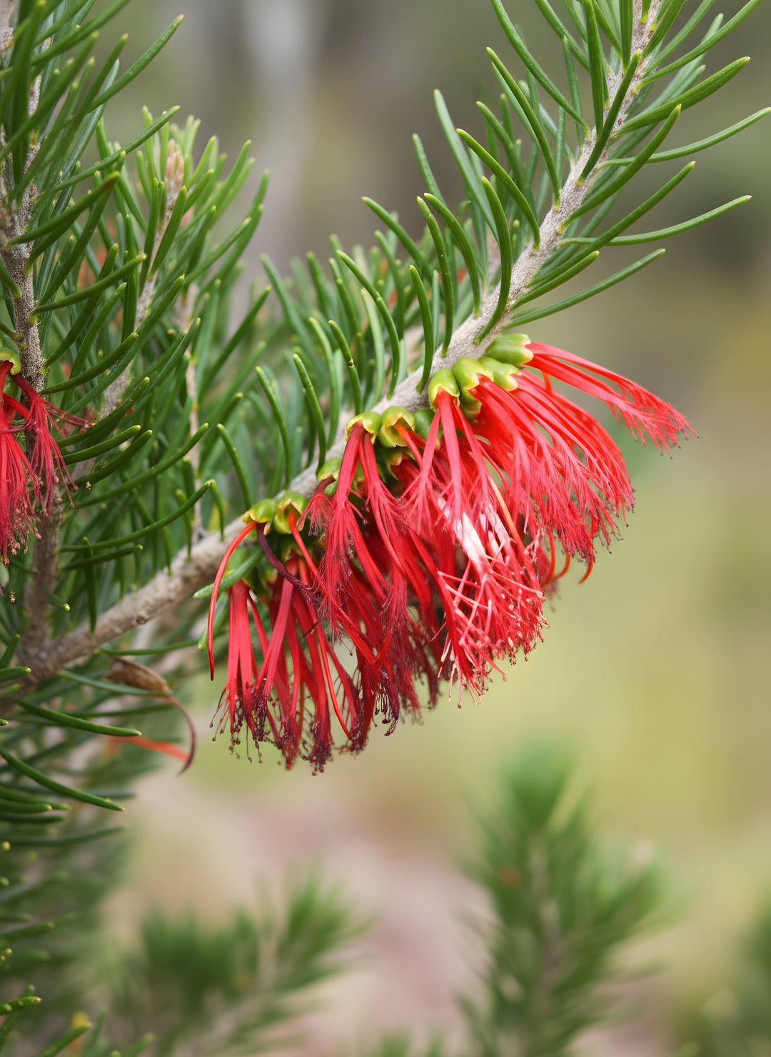Calothamnus Quadrifidus 140mm Pot for sale Adelaide Plant Co